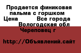 Продается финиковая пальма с горшком › Цена ­ 600 - Все города  »    . Вологодская обл.,Череповец г.